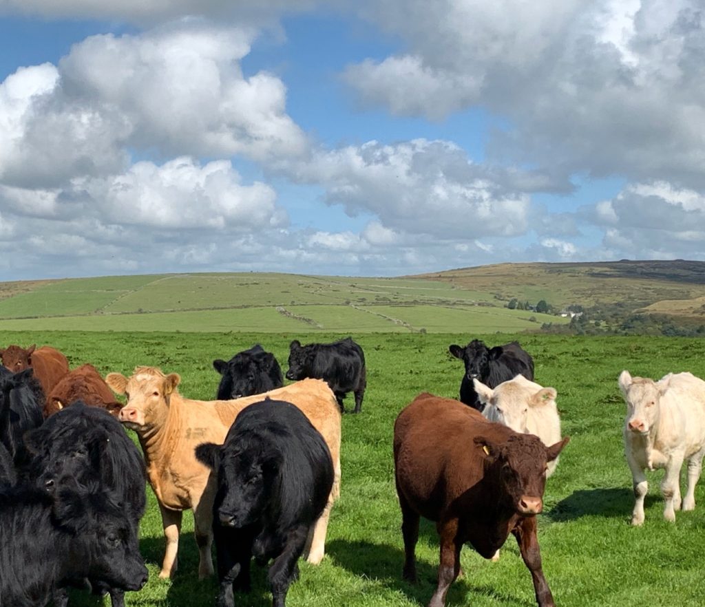 Image of cows in a field at Phillip Warren farm in Cornwall