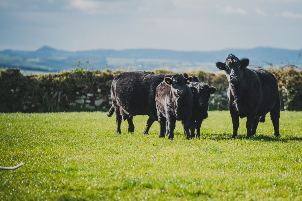Image of cows in a field at Philip Warren in Cornwall
